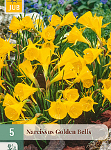 X   5 NARCISSUS GOLDEN BELLS