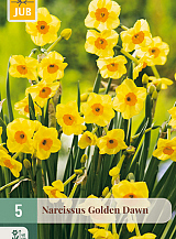 X   5 NARCISSUS GOLDEN DAWN