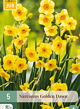 X 5 NARCISSUS GOLDEN DAWN
