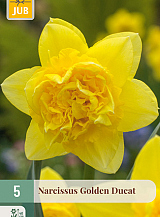 X   5 NARCISSUS GOLDEN DUCAT
