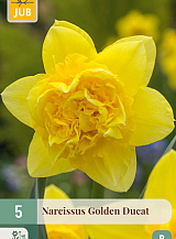 X   5 NARCISSUS GOLDEN DUCAT