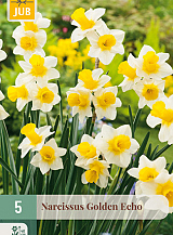 X   5 NARCISSUS GOLDEN ECHO
