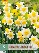 X   5 NARCISSUS GOLDEN ECHO