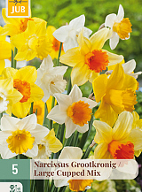 X   5 NARCISSUS GROOTKRONIG MIX