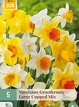 X   5 NARCISSUS GROOTKRONIG MIX