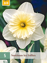 X   5 NARCISSUS ICE FOLLIES