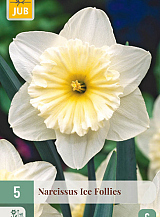 X   5 NARCISSUS ICE FOLLIES