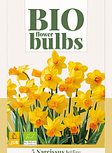 X   5 NARCISSUS JETFIRE - BIO