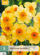 X   5 NARCISSUS KEDRON