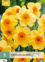 X   5 NARCISSUS KEDRON