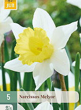 X   5 NARCISSUS MELYOR