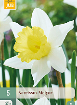X   5 NARCISSUS MELYOR