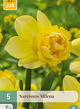 X   5 NARCISSUS MILENA
