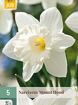 X   5 NARCISSUS MOUNT HOOD