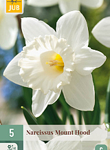 X 5 NARCISSUS MOUNT HOOD