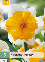 X   5 NARCISSUS ORANGERY