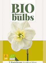 X   5 NARCISSUS PAPILLON BLANC - BIO
