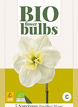 X   5 NARCISSUS PAPILLON BLANC - BIO