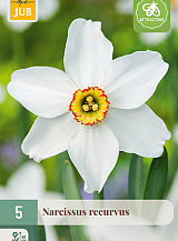 X   5 NARCISSUS RECURVUS