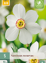 X   5 NARCISSUS RECURVUS