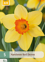 X   5 NARCISSUS RED DEVON