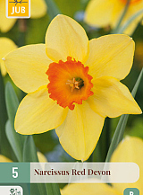 X 5 NARCISSUS RED DEVON