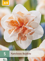 X   5 NARCISSUS REPLETE