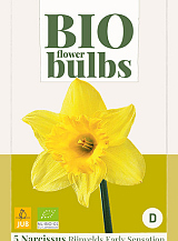 X   5 NARCISSUS RIJNVELDS EARLY SENSATION - BIO