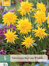 X   5 NARCISSUS RIP VAN WINKLE