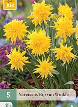 X   5 NARCISSUS RIP VAN WINKLE