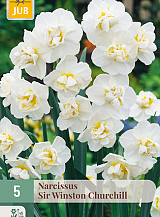X   5 NARCISSUS SIR WINSTON CHURCHILL