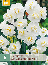 X   5 NARCISSUS SIR WINSTON CHURCHILL