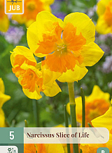 X   5 NARCISSUS SLICE OF LIFE