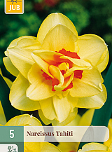 X   5 NARCISSUS TAHITI