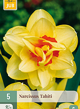 X 5 NARCISSUS TAHITI