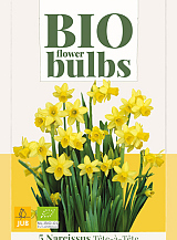X   5 NARCISSUS TETE-A-TETE - BIO