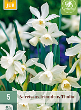 X   5 NARCISSUS TRIANDRUS THALIA