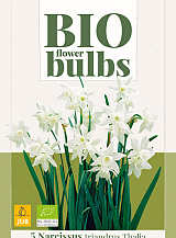 X   5 NARCISSUS TRIANDRUS THALIA - BIO