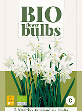 X   5 NARCISSUS TRIANDRUS THALIA - BIO
