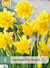 X   5 NARCISSUS TÊTE BOUCLÉ