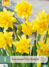 X   5 NARCISSUS TÊTE BOUCLÉ