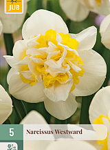 X   5 NARCISSUS WESTWARD
