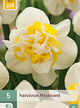 X   5 NARCISSUS WESTWARD