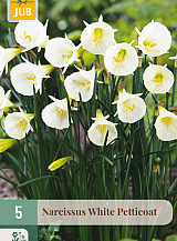 X   5 NARCISSUS WHITE PETTICOAT