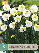 X   5 NARCISSUS WHITE PETTICOAT