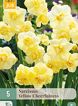 X 5 NARCISSUS YELLOW CHEERFULNESS