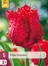 X   5 TULIPA BARBADOS