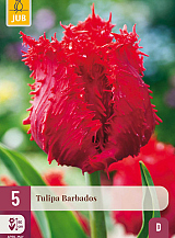 X   5 TULIPA BARBADOS