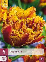 X   5 TULIPA BASTIA