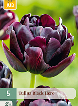 X   5 TULIPA BLACK HERO